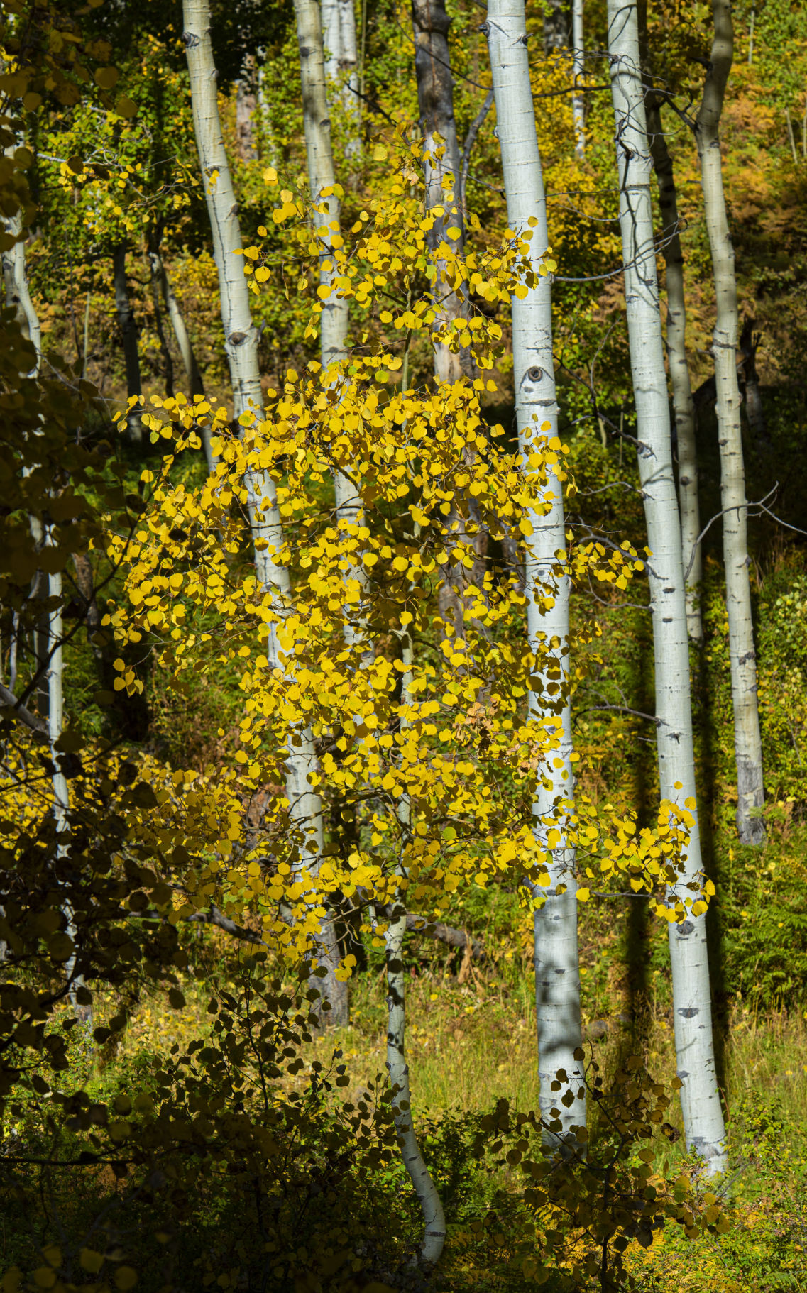 09_25_19 crested butte1822.jpg